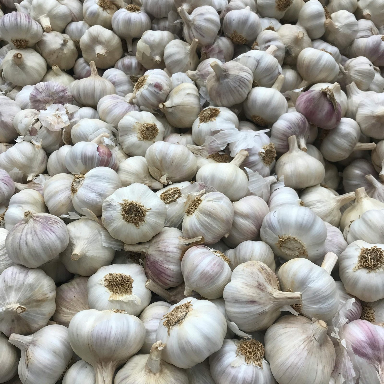 Understanding Allium Sativum (Garlic) Bulb Extract Benefits in Skincare