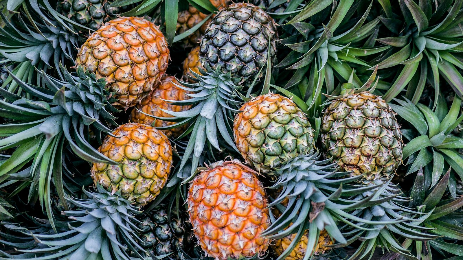 Wait, Pineapple Juice on Your Face? 🍍 Here’s Why Ananas Sativus is the Skincare Hero You Didn’t Know You Needed.
